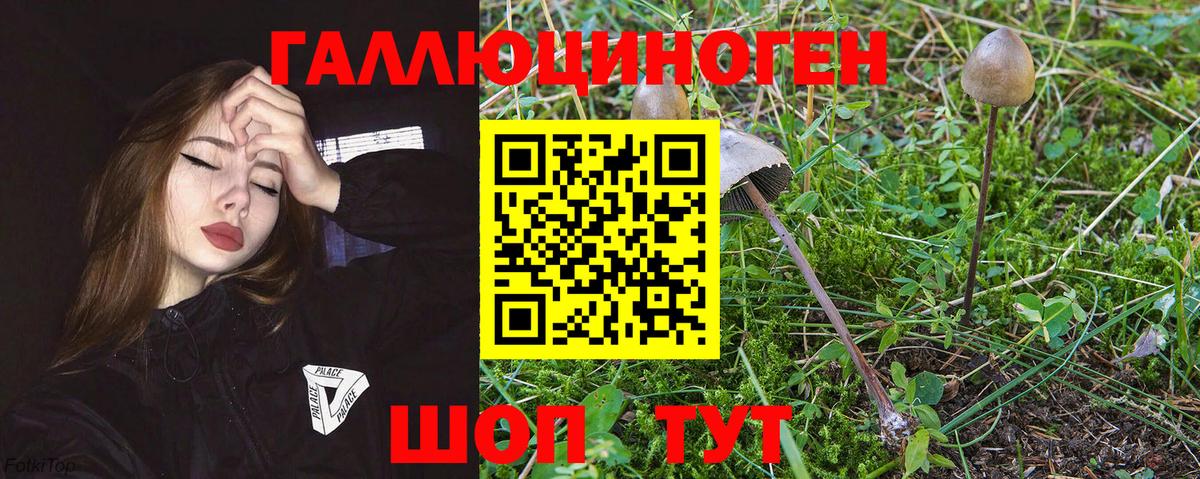 Псилоцибиновые грибы Cubensis Курск